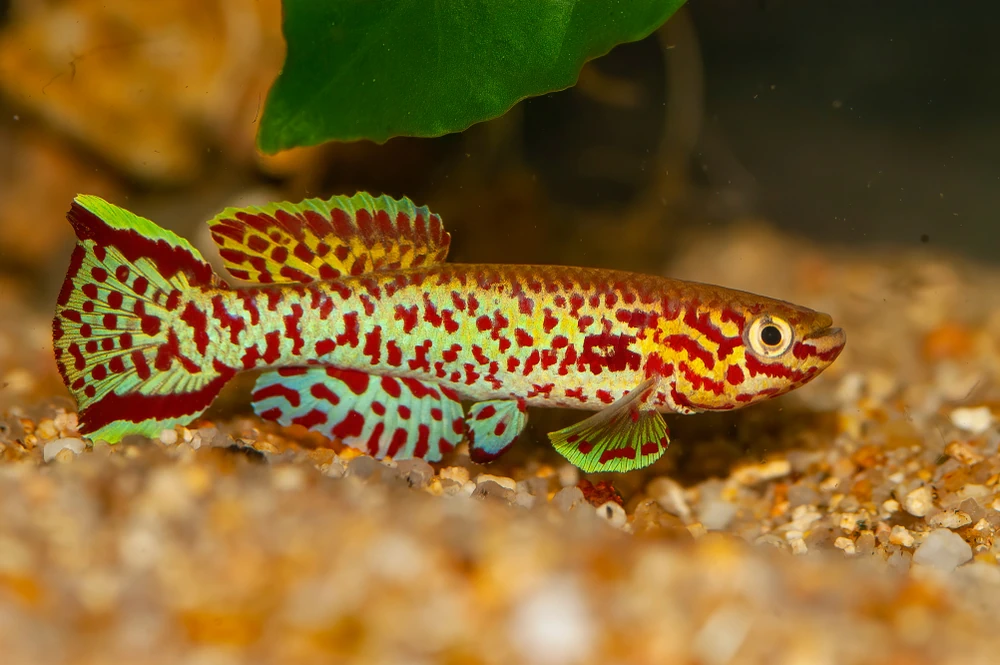 Killifisch (Fundulopanchax gardneri)