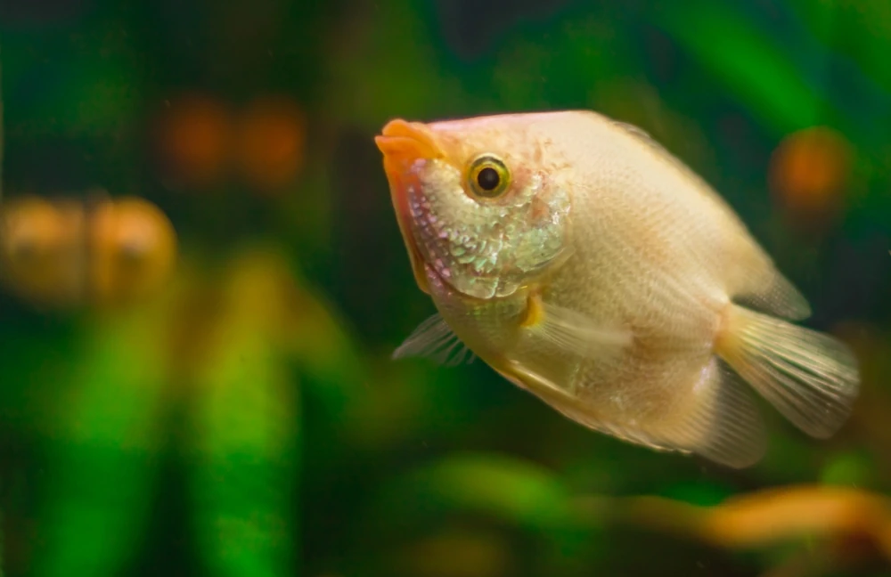 Kissing Gourami (Helostoma temminckii)