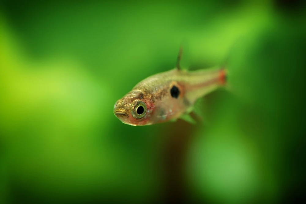 Kleiner Bärbling (Rasbora maculata)