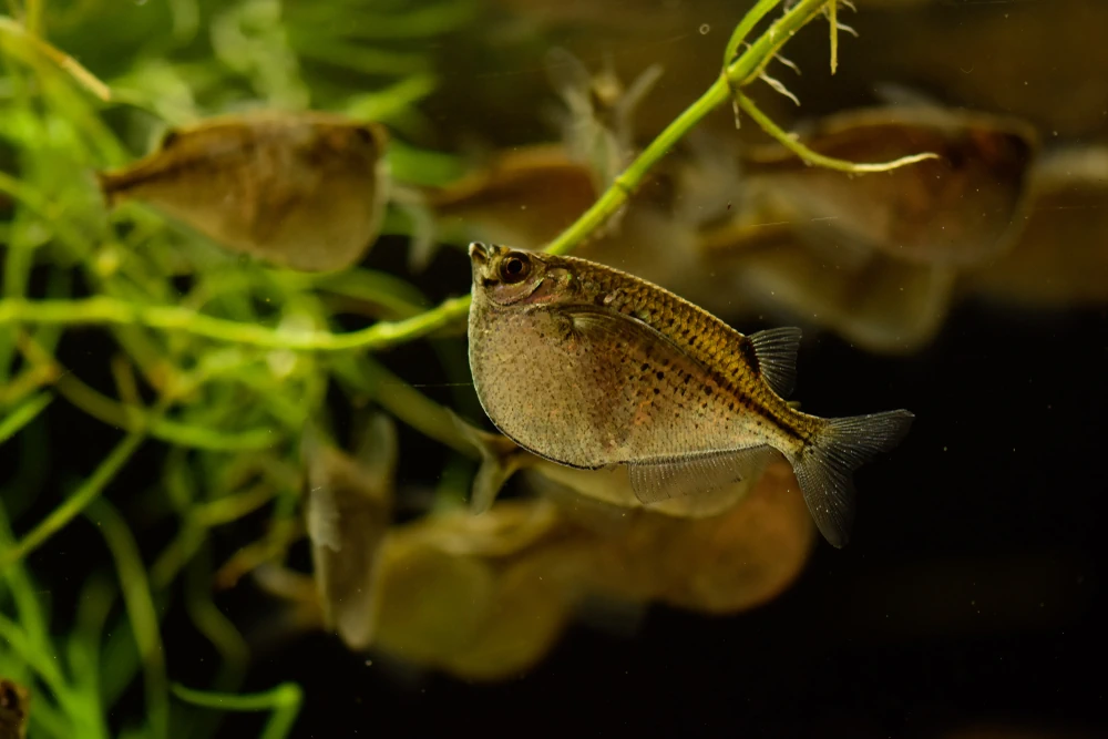 Kleiner Beilbauchfisch (Carnegiella marthae)