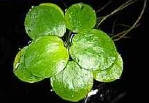 Kleiner Froschbiss (Limnobium laevigatum)