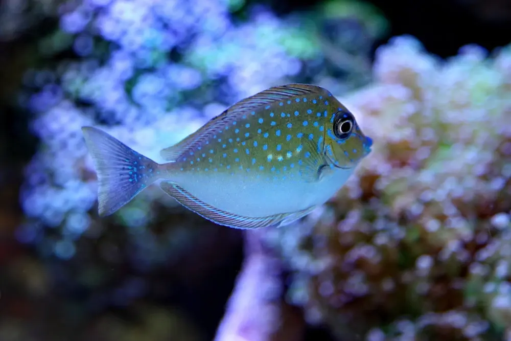 Kleiner Nasendoktorfisch (Naso vlamingii)