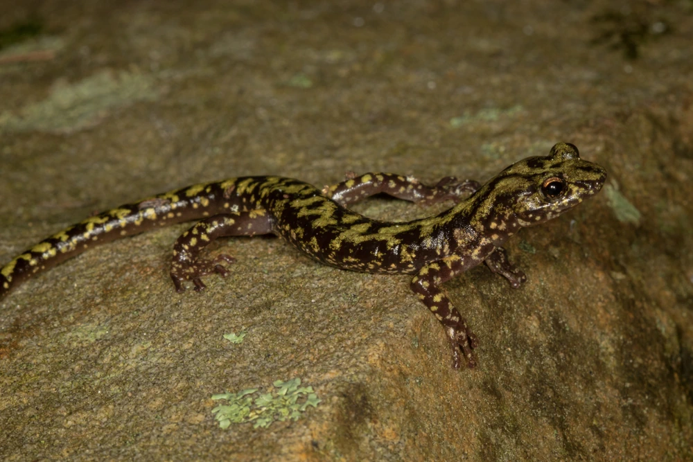 Kleiner Schwarzer Salamander (Aneides aeneus)