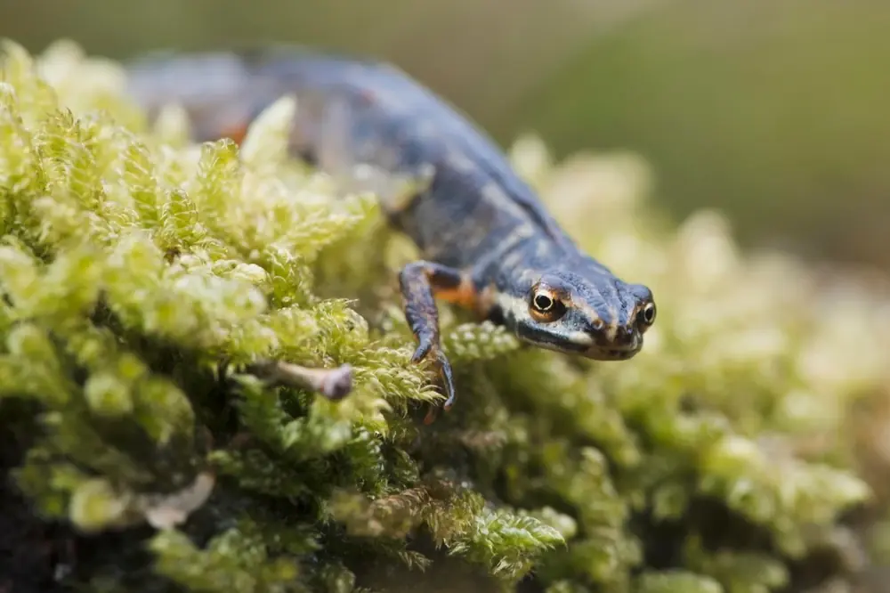 Kleiner Wassermolch (Lissotriton vulgaris)