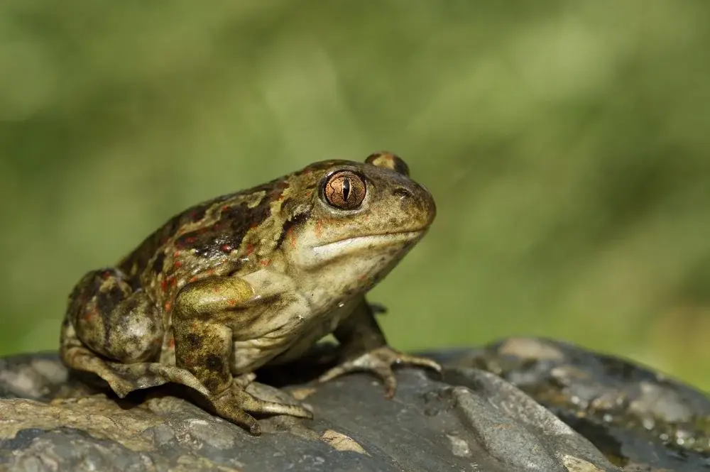 Pelobates fuscus