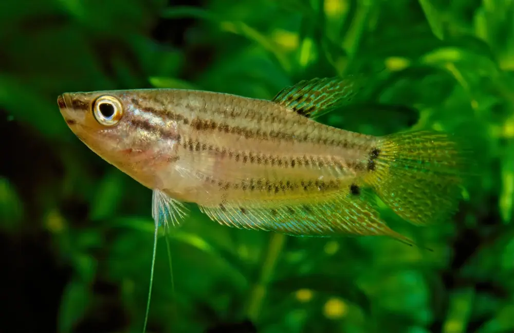 Knurrender Gurami (Trichopsis vittata)
