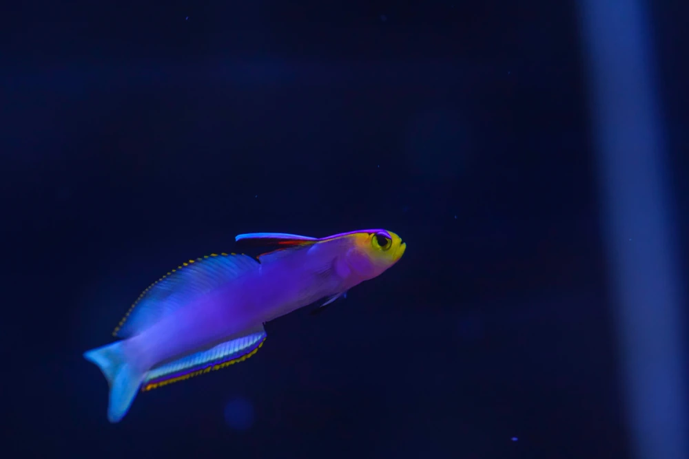 Kobalt-Prachtgrundel (Nemateleotris helfrichi)