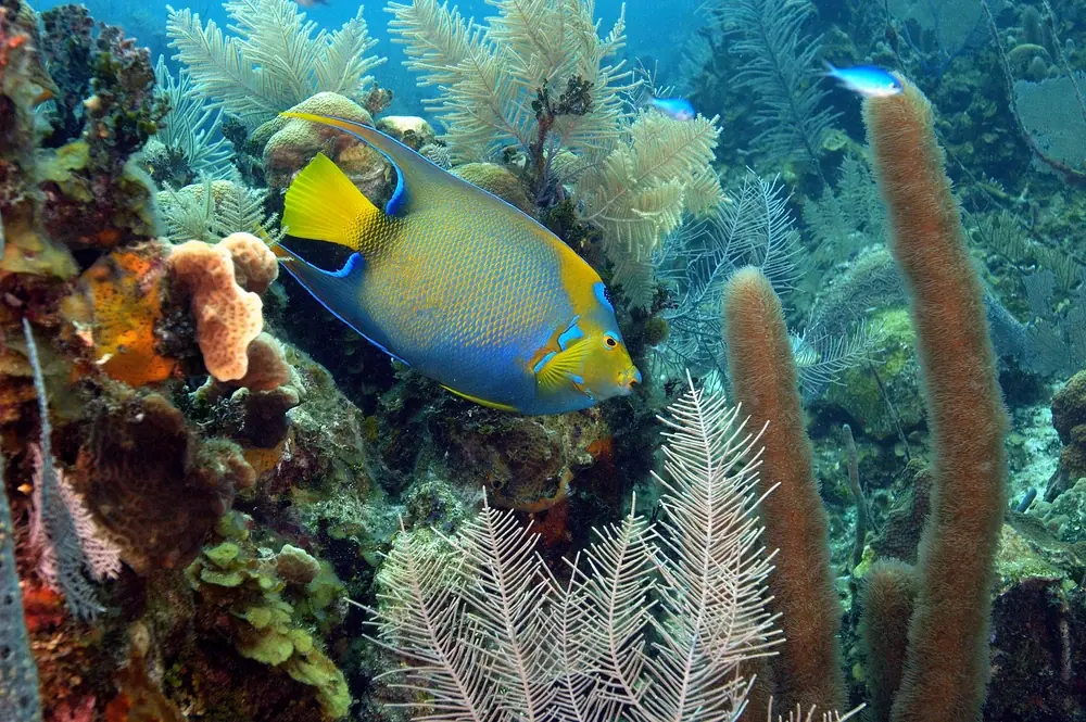 Königin-Kaiserfisch (Holacanthus ciliaris)
