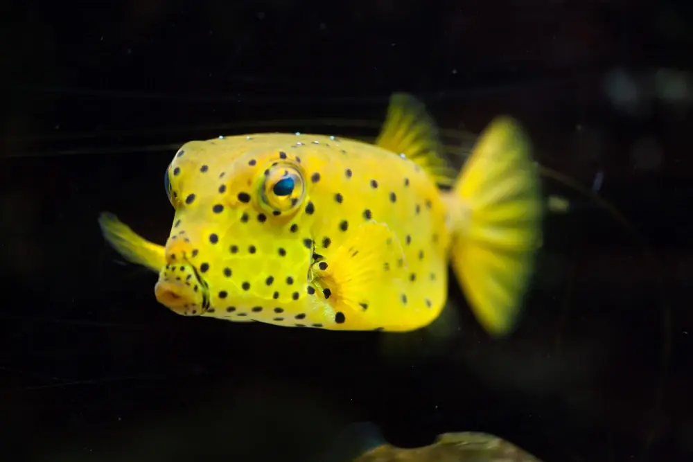 Kofferfisch (Ostracion cubicus)