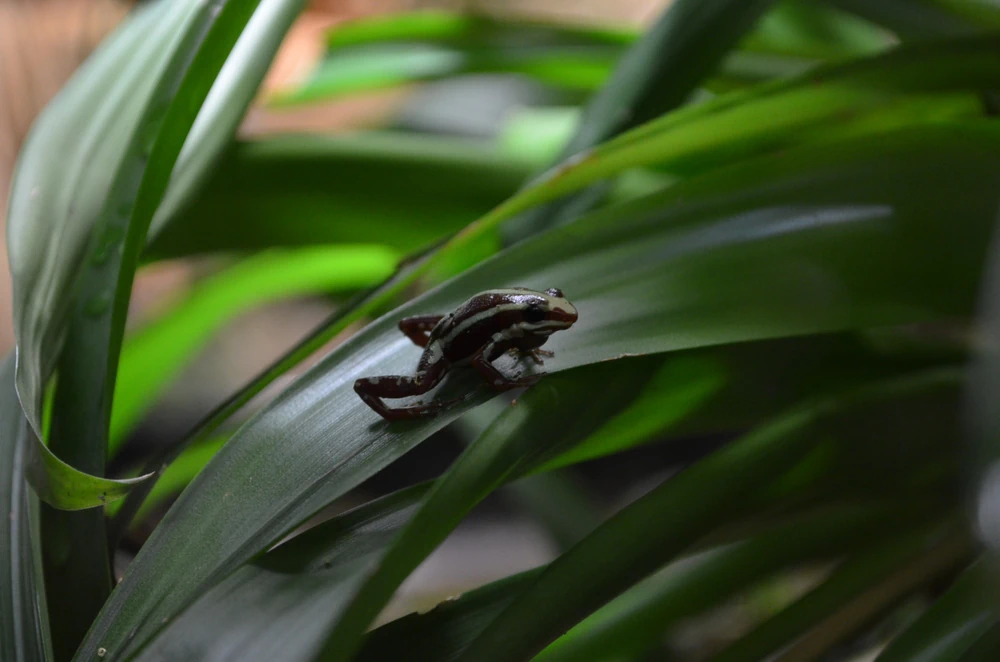Kolumbianischer Pfeilgiftfrosch (Dendrobates truncatus)