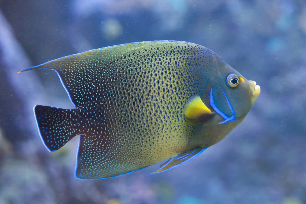Kragen-Kaiserfisch (Pomacanthus semicirculatus)