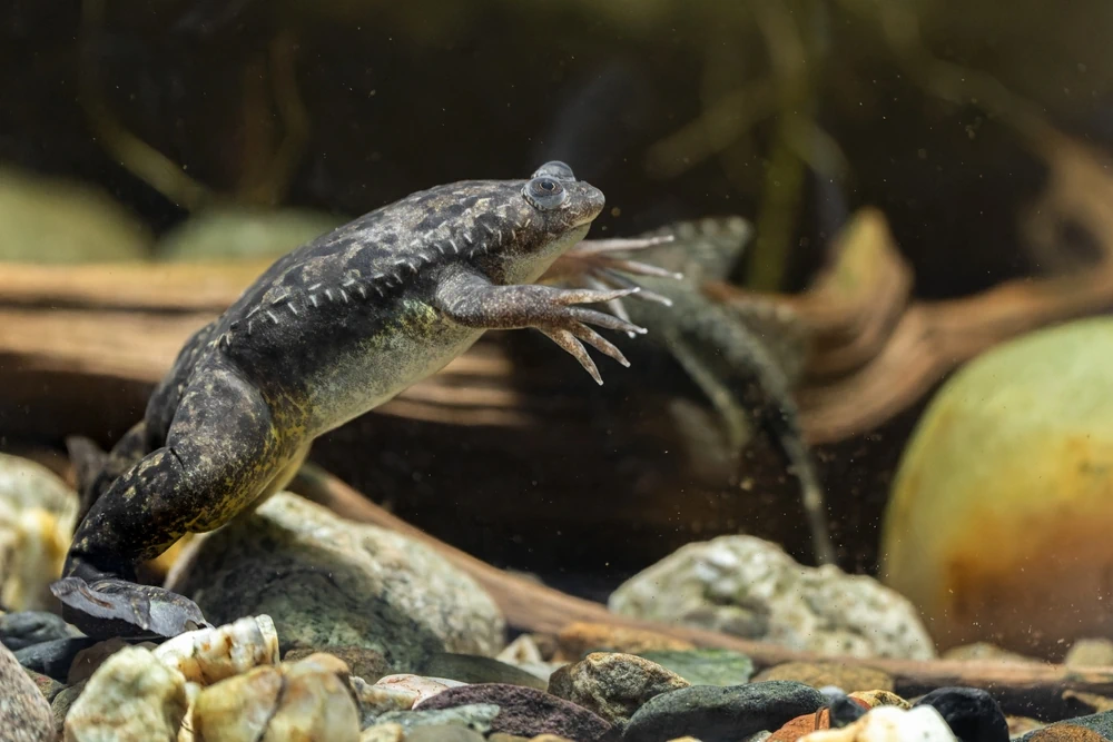 Krallenfrosch (Xenopus laevis)