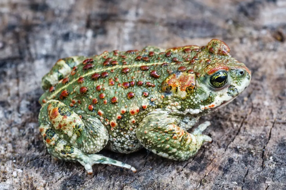 Kreuzkröte (Bufo calamita)