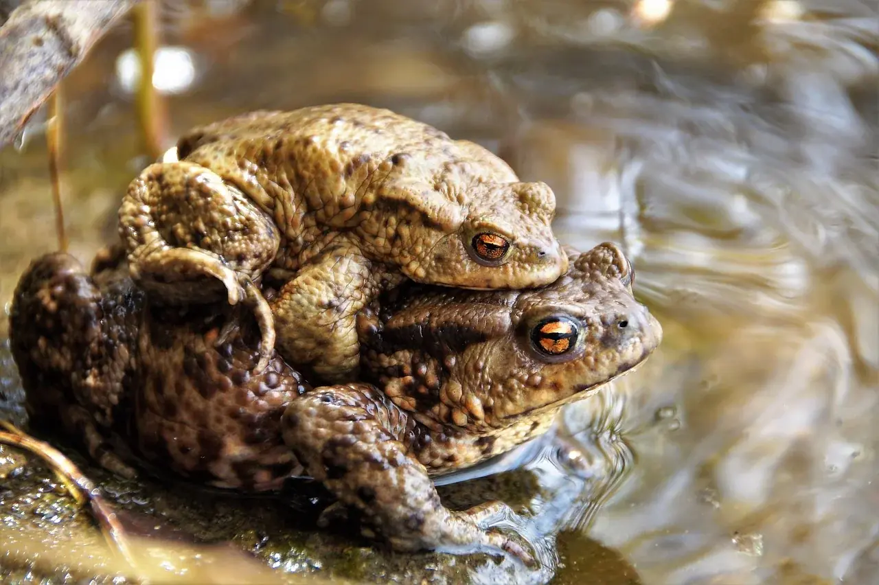 toads, animals, mating