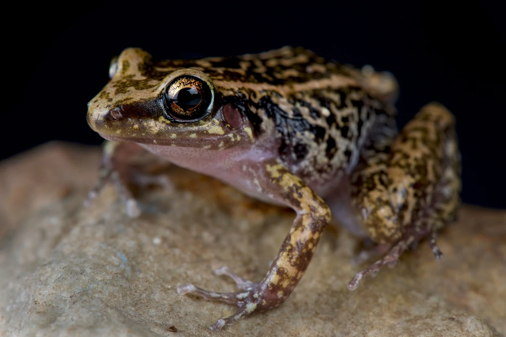 Kuba-Pfeiffrosch (Eleutherodactylus planirostris)