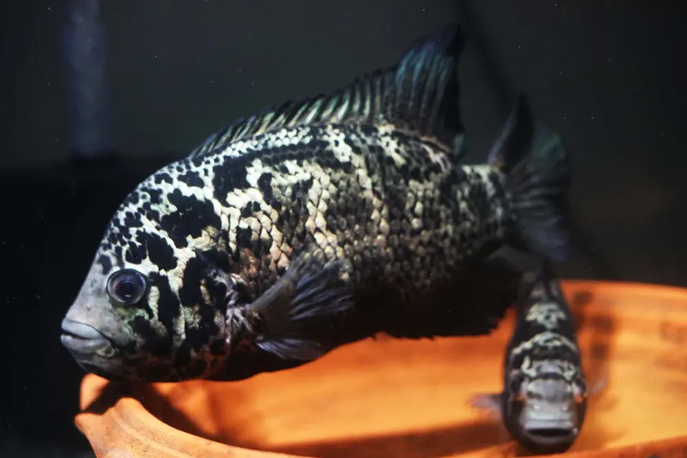 Kubanischer Buntbarsch (Nandopsis tetracanthus)
