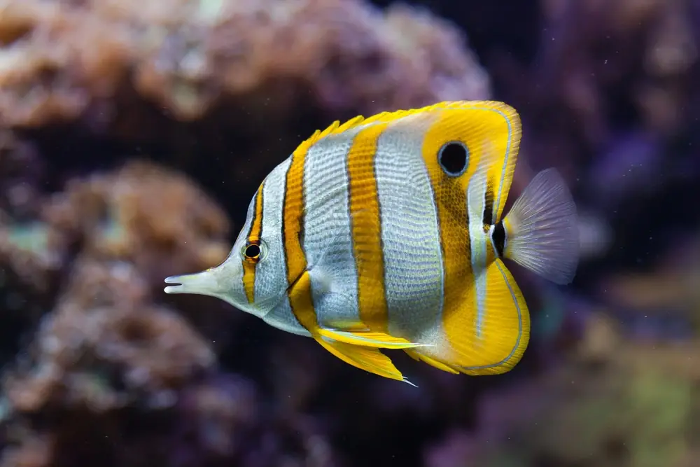 Kupferstreifen-Falterfisch (Chelmon rostratus)
