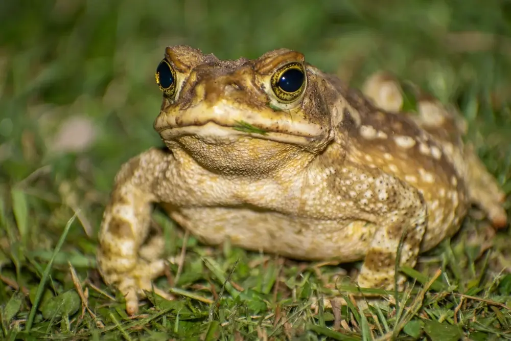 La Plata Kröte (Rhinella arenarum)