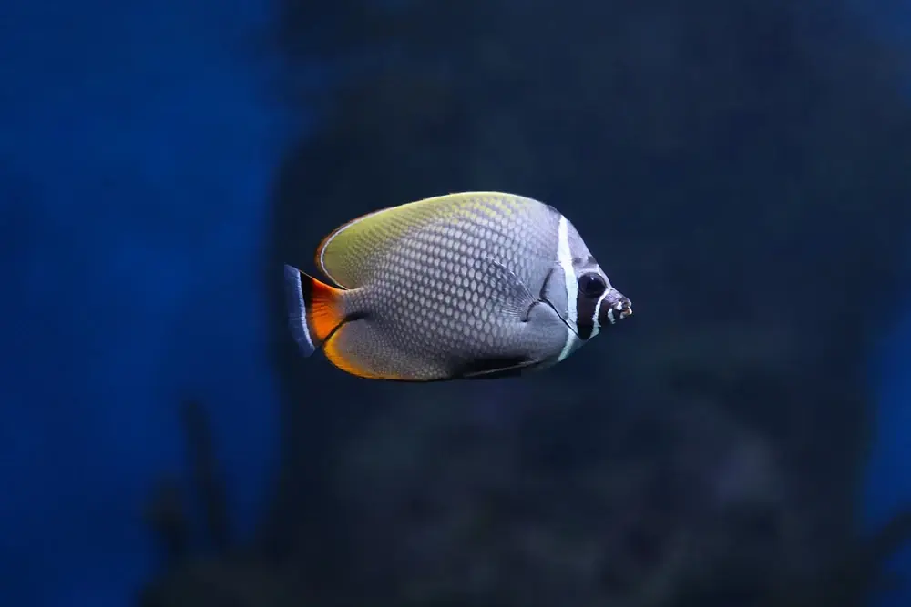 Langflossen-Falterfisch (Chaetodon collare)