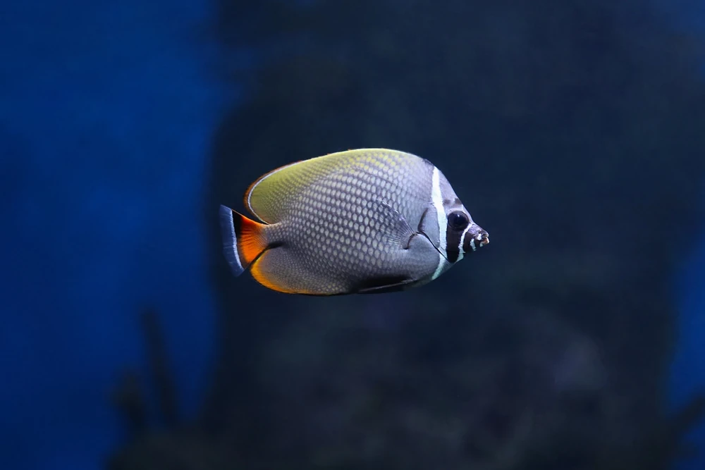 Langflossen-Falterfisch (Chaetodon collare)