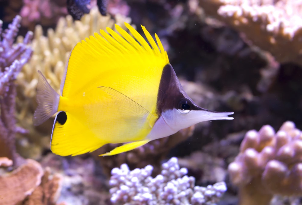 Langnasen-Pinzettfisch (Forcipiger flavissimus)