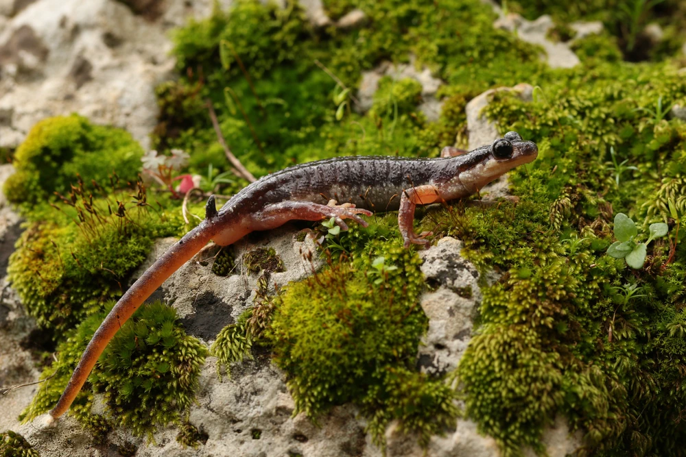 Lanza-Salamander (Lyciasalamandra luschani)