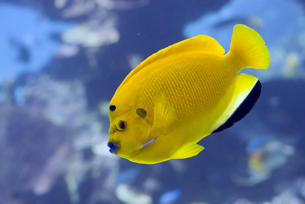 Laternen-Kaiserfisch (Apolemichthys trimaculatus)