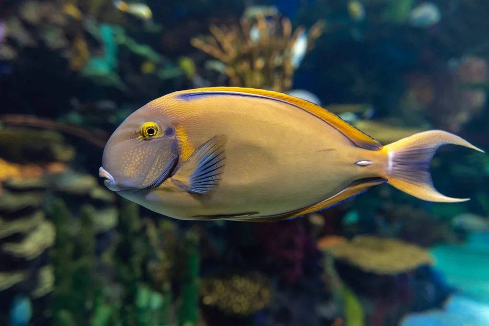 Leopard-Doktorfisch (Acanthurus dussumieri)
