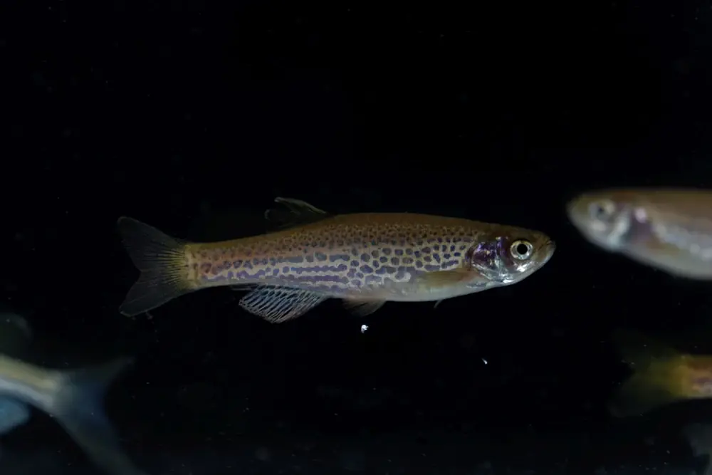 Danio rerio var. frankei