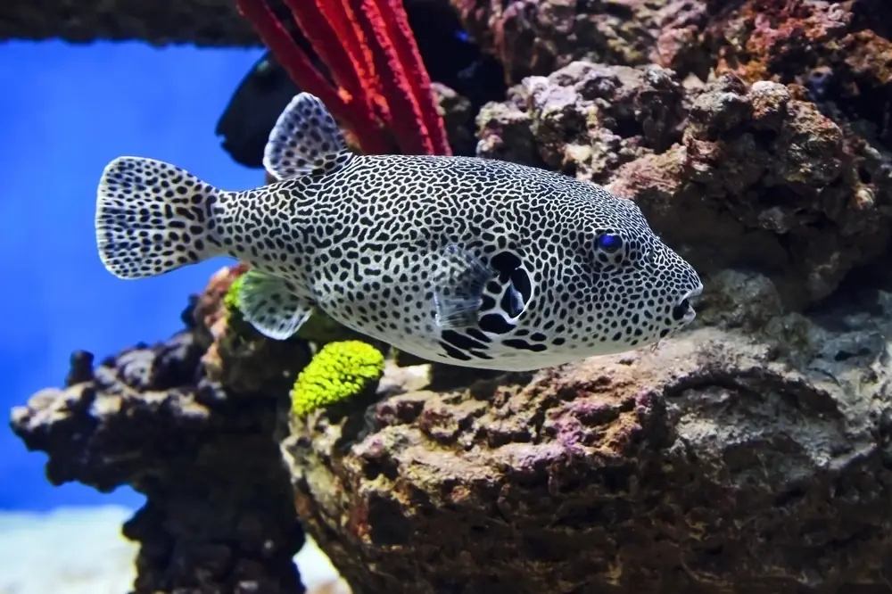Leoparden-Kugelfisch (Arothron mappa)