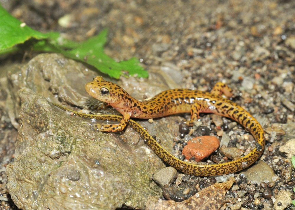 Longicauda-Salamander (Eurycea longicauda)