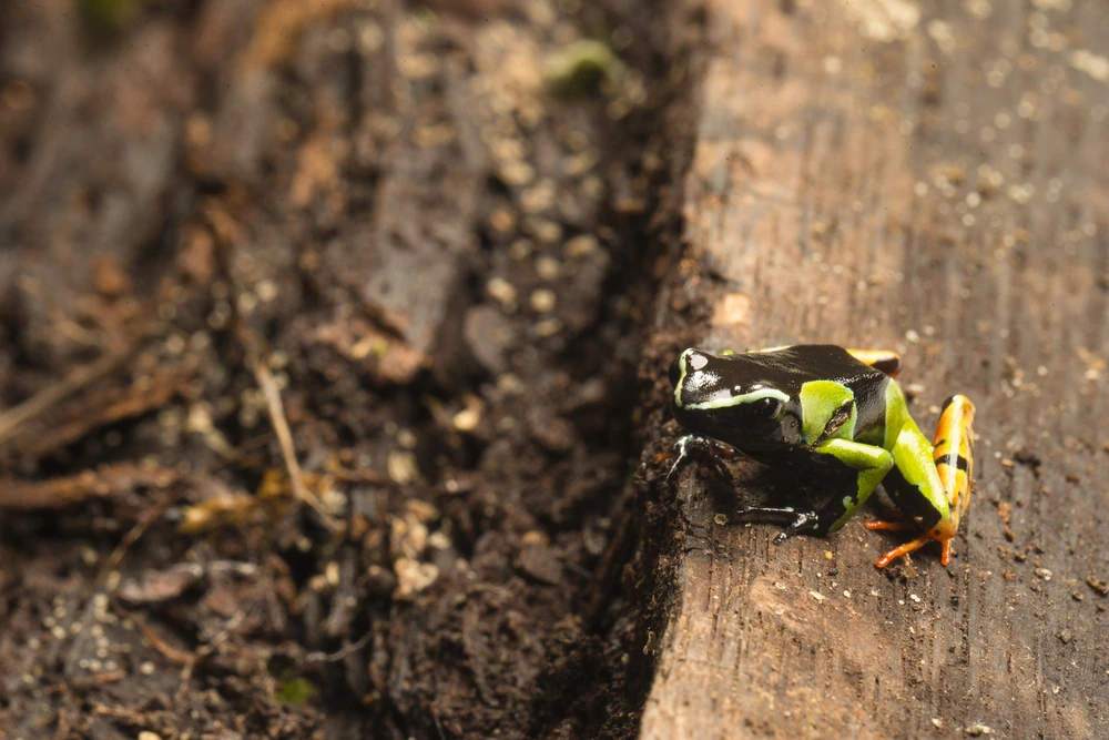 Madagaskar-Buntfrosch (Mantella madagascariensis)