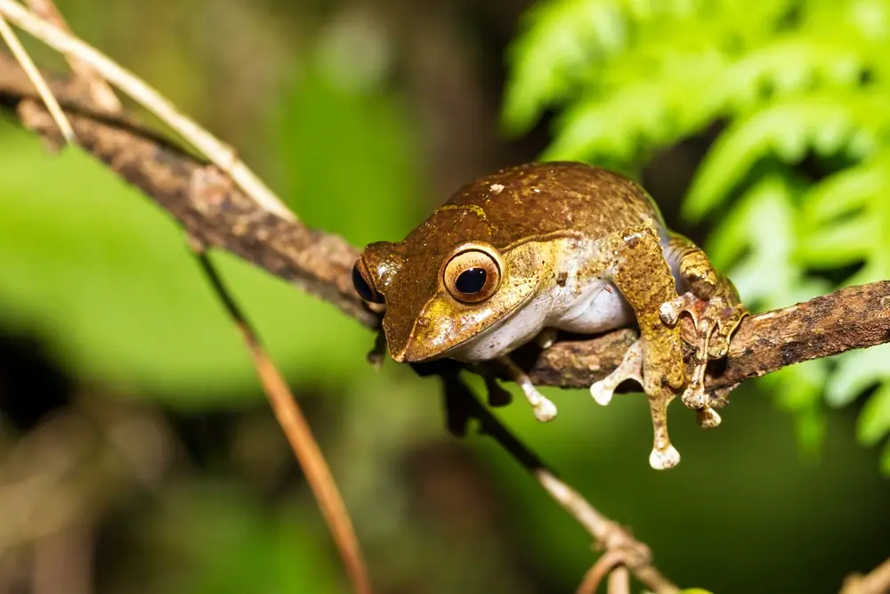 Madagaskar-Lauchfrosch (Boophis madagascariensis)