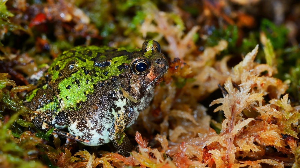 Madagaskar-Laufkröte (Scaphiophryne marmorata)