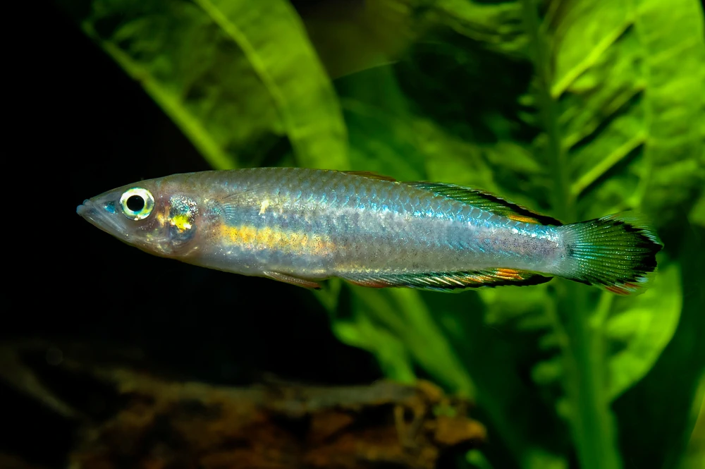 Madagaskar-Regenbogenfisch (Bedotia geayi)