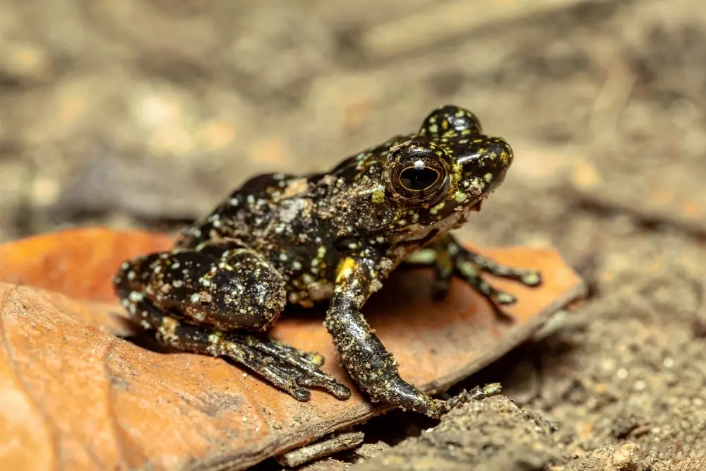 Madagaskar-Regenfrosch (Mantidactylus lugubris)