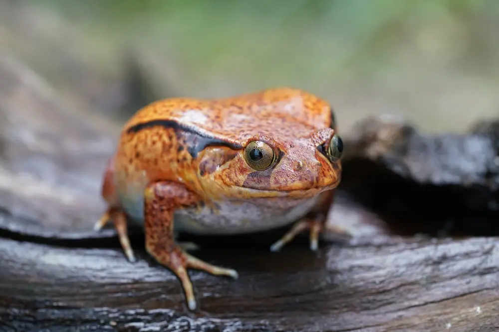 Madagaskar-Tomatenfrosch (Dyscophus antongilii)