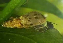 Malysische Turmdeckelschnecke