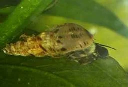Malysische Turmdeckelschnecke