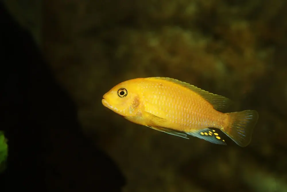 Malawibuntbarsch (Maylandia estherae)