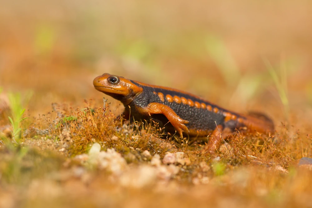 Mandarin-Krokodilmolch (Tylototriton shanjing)