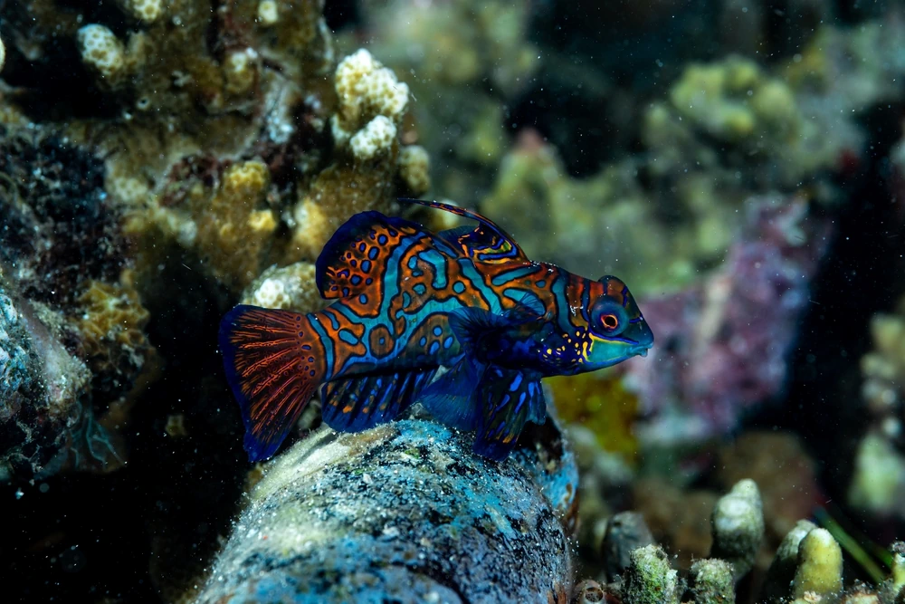 Mandarinfisch (Synchiropus splendidus)