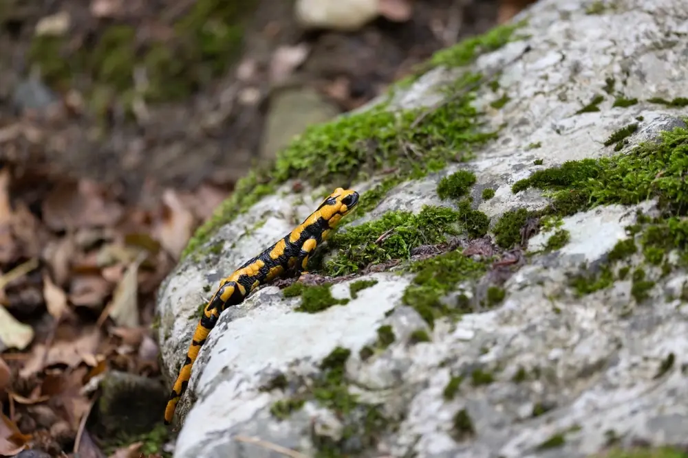 Marmor-Feuersalamander (Salamandra salamandra gigliolii)