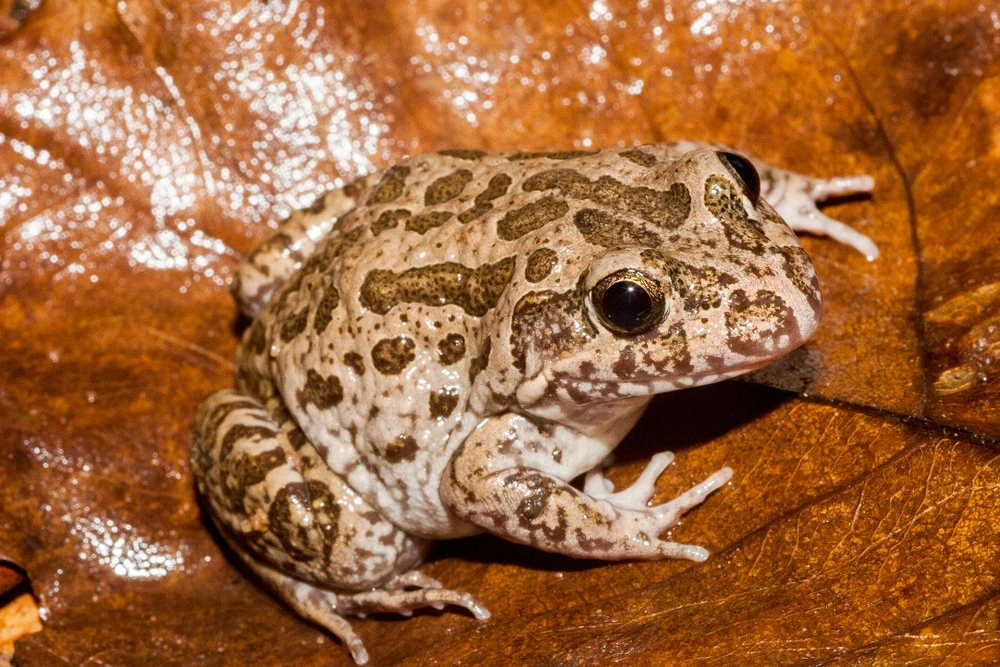 Marmorfrosch (Limnodynastes convexiusculus)