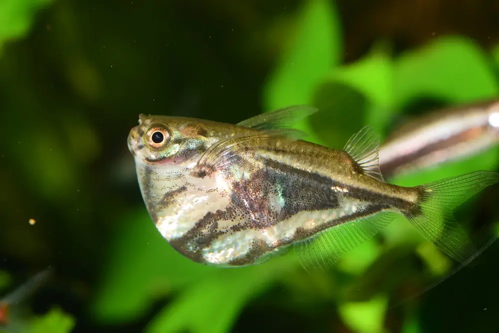 Marmorierter Beilbauchfisch (Carnegiella strigata)