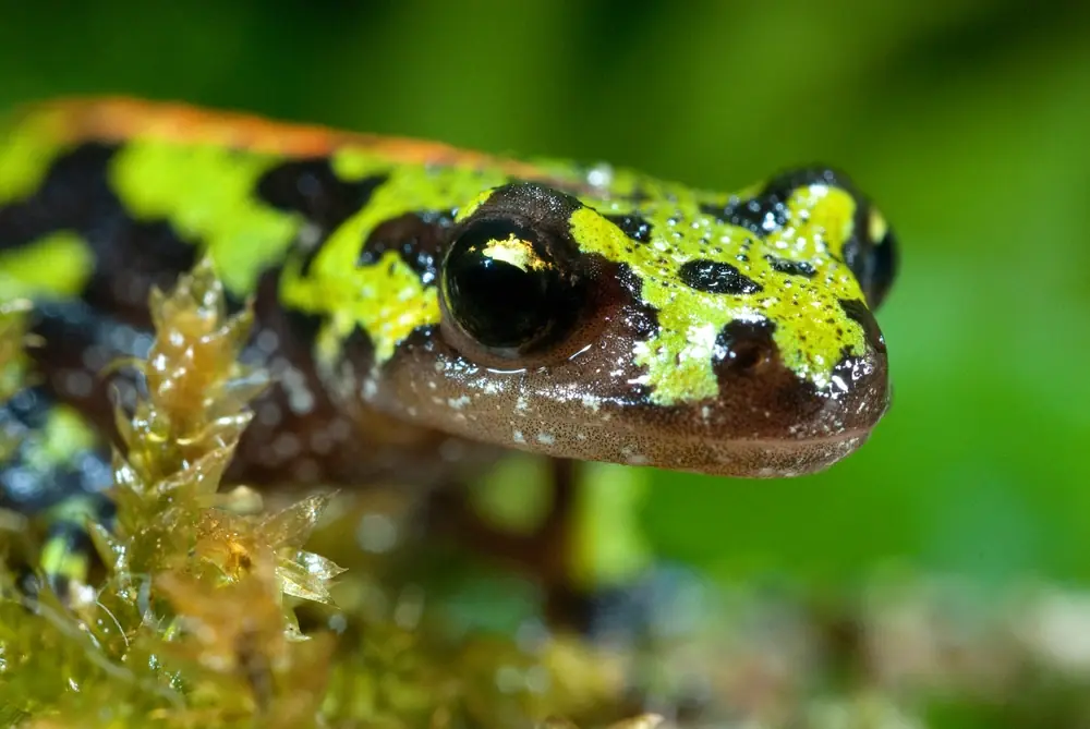 Marmormolch (Triturus marmoratus)