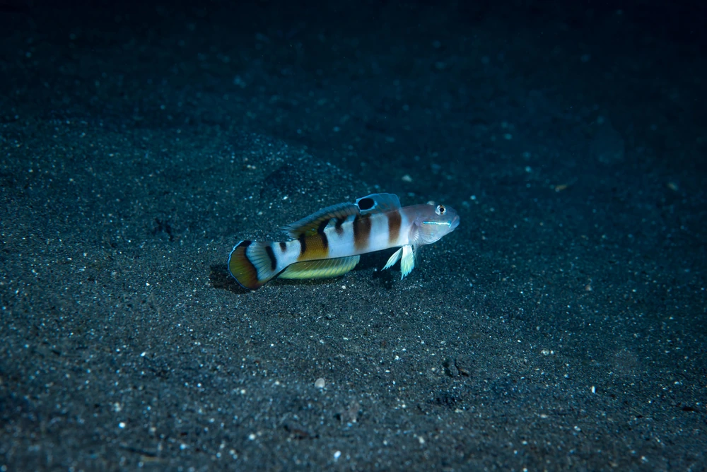 Masken-Schläfergrundel (Valenciennea wardii)