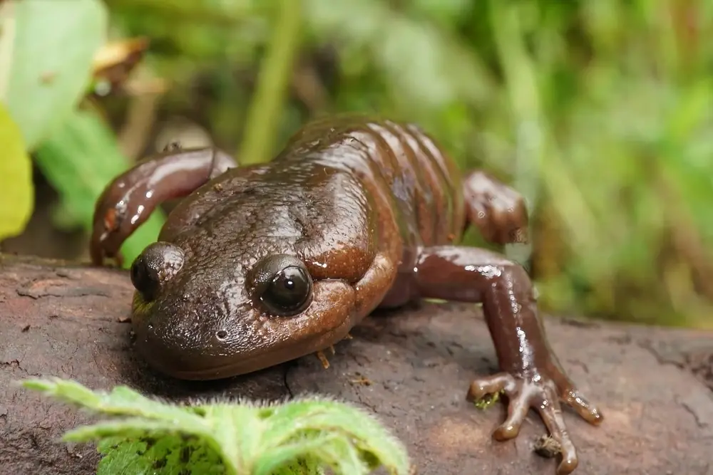 Mazama-Querzahnmolch (Ambystoma gracile)