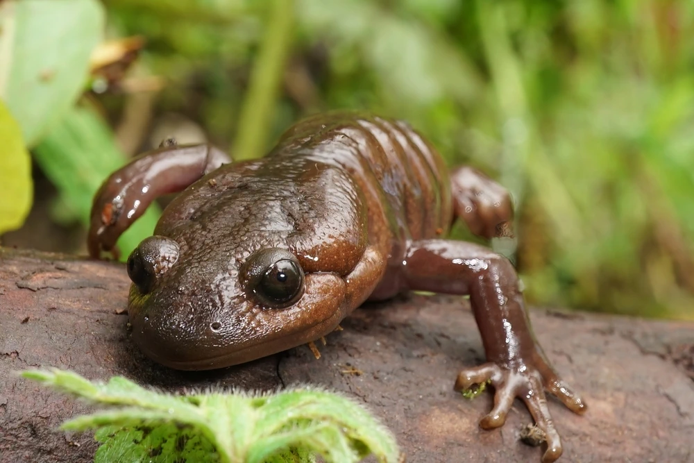 Mazama-Querzahnmolch (Ambystoma gracile)