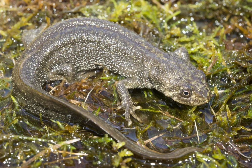 Mazedonischer Bergmolch (Triturus macedonicus)